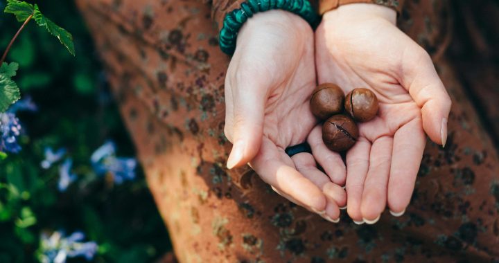 South Africa’s Macadamia Surge